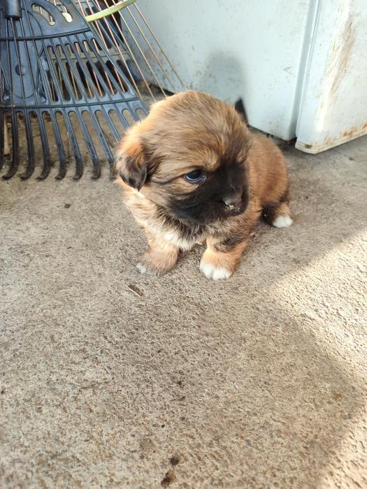 Цуценята пікінес не чистокровні фото 5