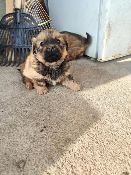 Цуценята пікінес не чистокровні фото 6