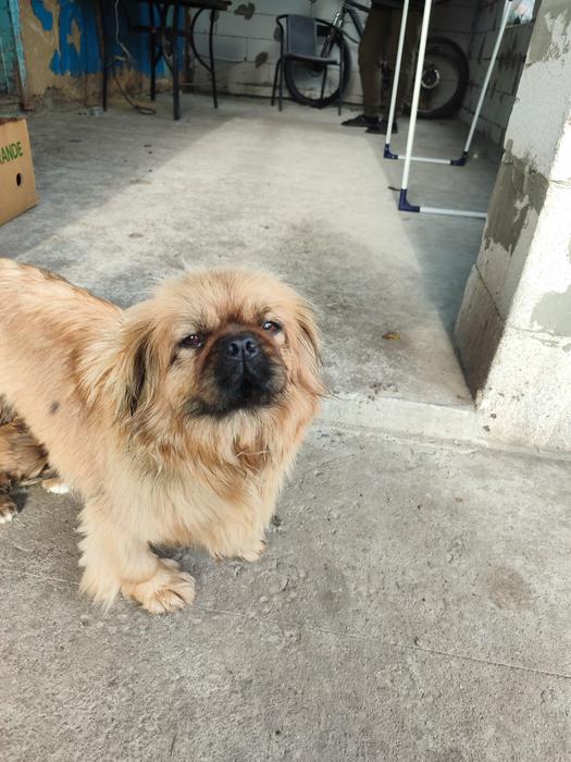 Цуценята пікінес не чистокровні фото 7