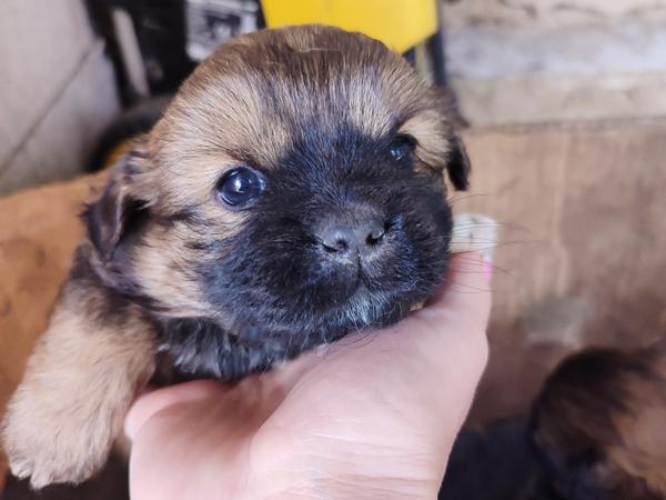 Цуценята пікінес не чистокровні фото