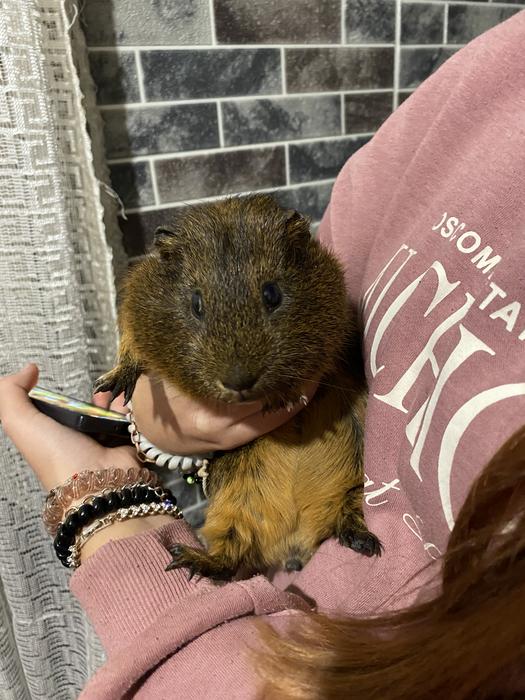 отдам морскую свинку в хорошие руки фото 1