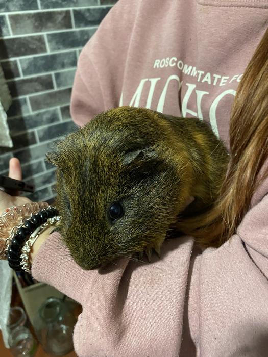 отдам морскую свинку в хорошие руки фото 2