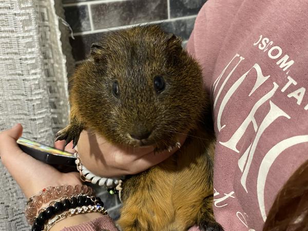 отдам морскую свинку в хорошие руки фото