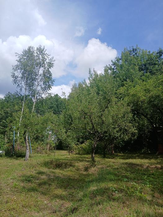 Продається земельна ділянка під лісом photo 1