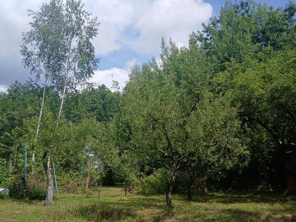 Продається земельна ділянка під лісом photo