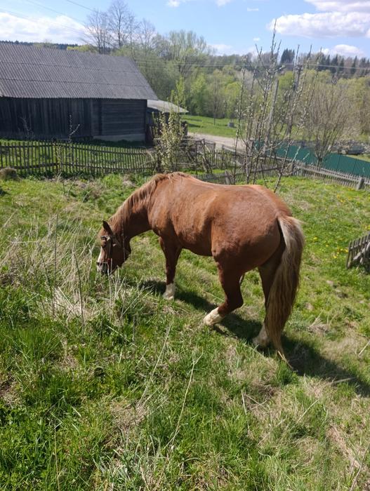 Продається кінь фото 1