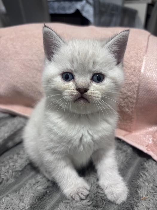 Продам шотландский котят фото 1