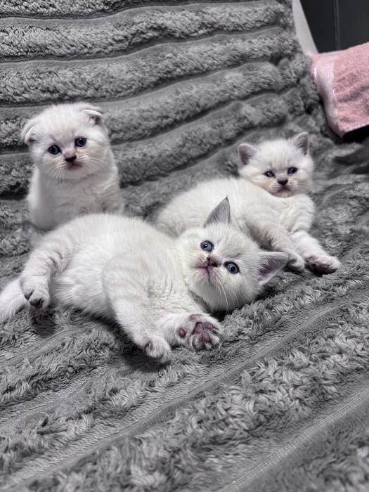 Продам шотландский котят фото 2