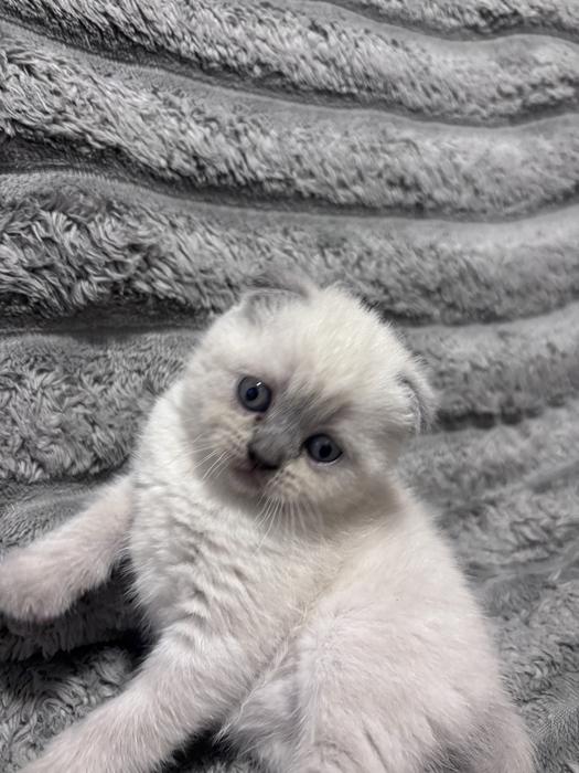 Продам шотландский котят фото 3