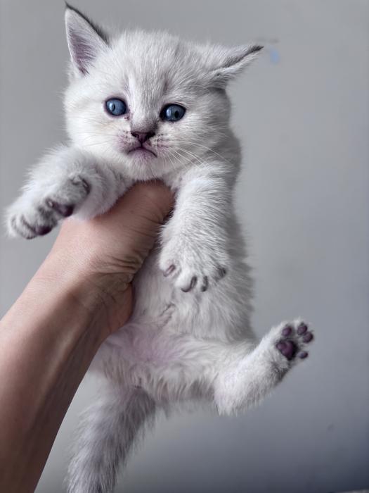 Продам шотландский котят фото 4