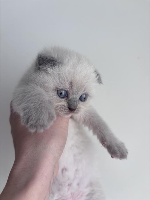 Продам шотландский котят фото 5