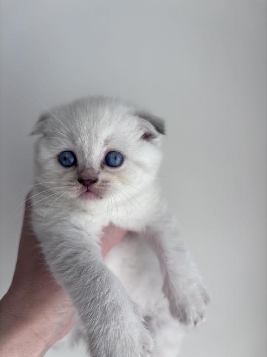 Продам шотландский котят фото 6