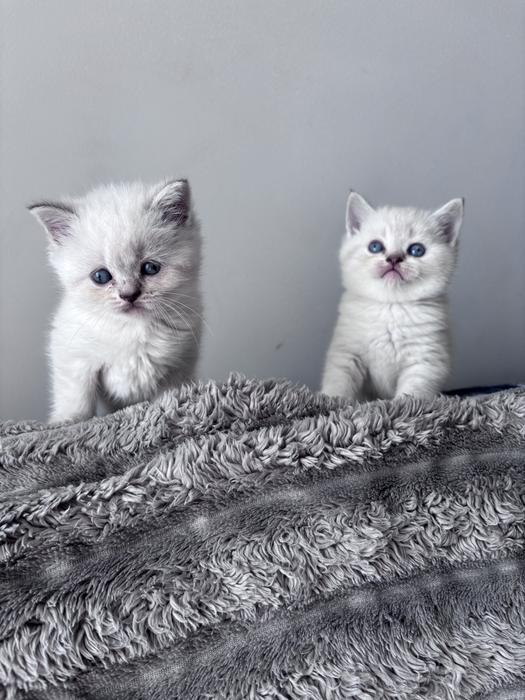 Продам шотландский котят фото 7