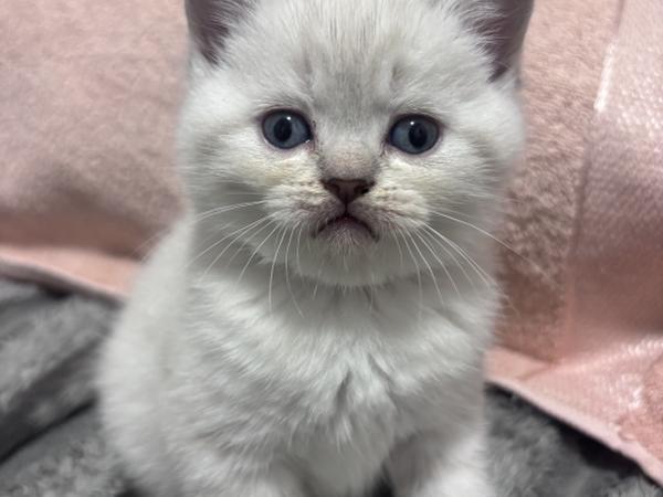 Продам шотландский котят фото