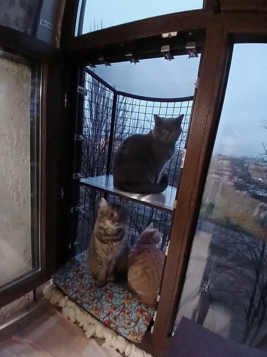 Балкон для котів фото 10