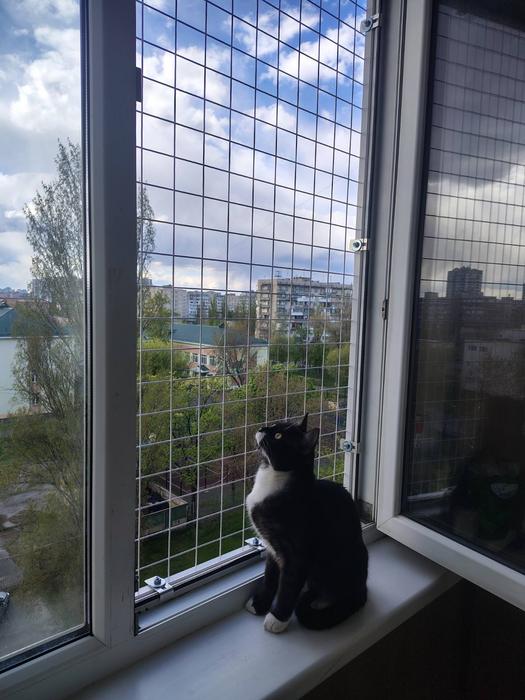 Балкон для котів фото 11