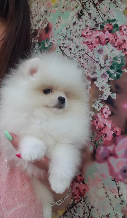 Щенки, собака photo 5
