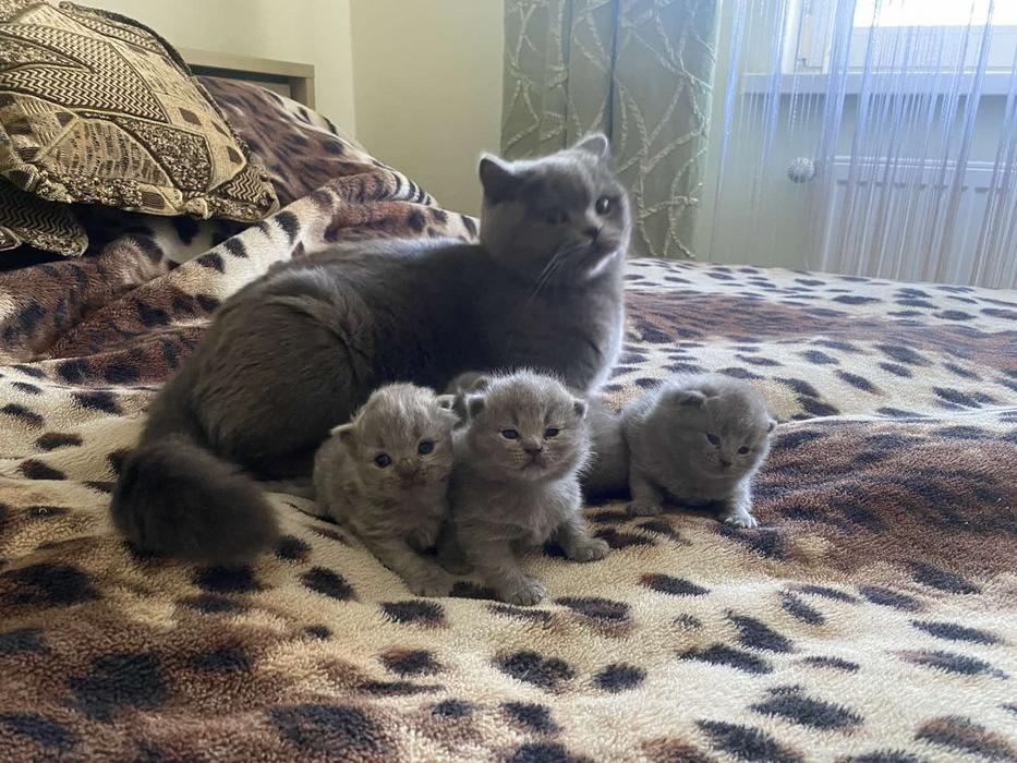 Британські кошенята фото 1
