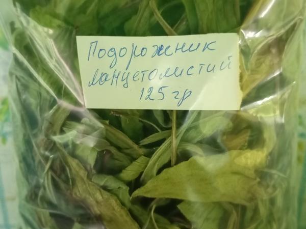 Рутка трава, подорожник лист сушений. photo
