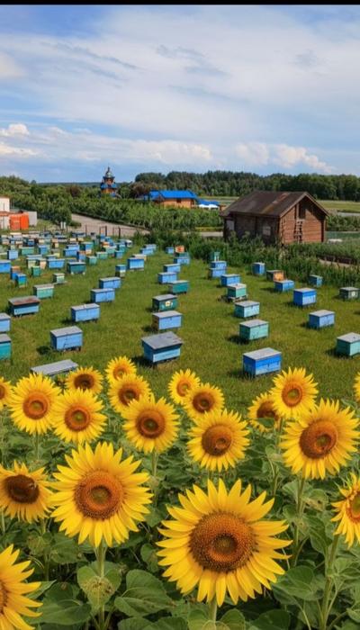 Продам неплодні бджоломатки Карпатка photo 1