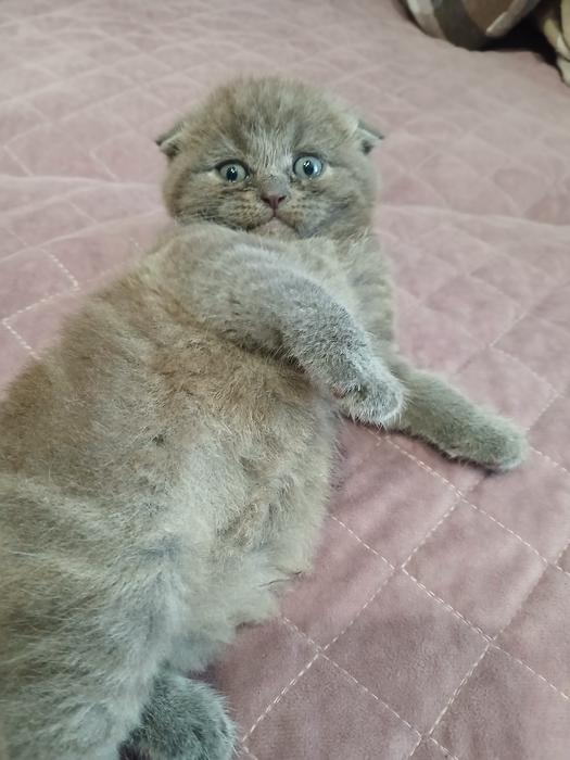 Продаються котинята фото 3