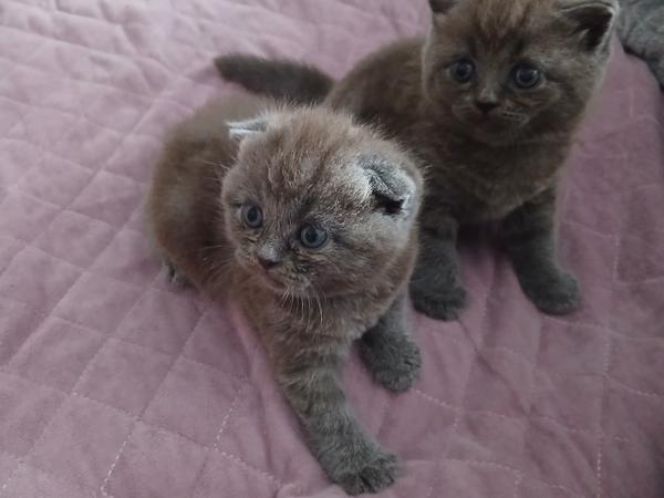 Продаються котинята фото