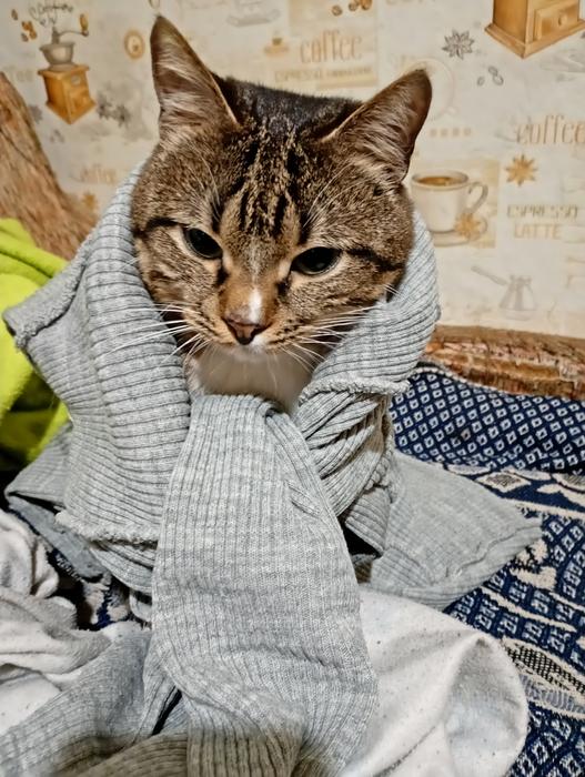 Віддам в добрі руки котика photo 1