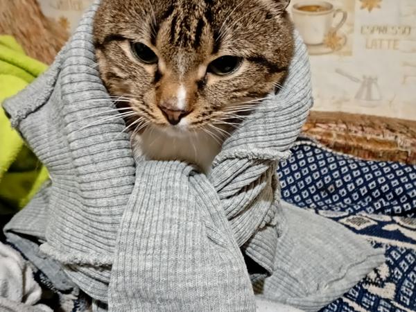 Віддам в добрі руки котика фото
