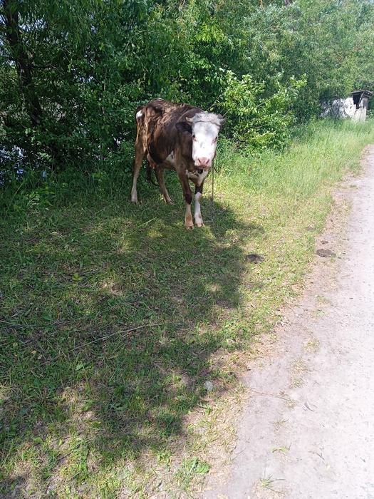 Домашні тварини photo 2