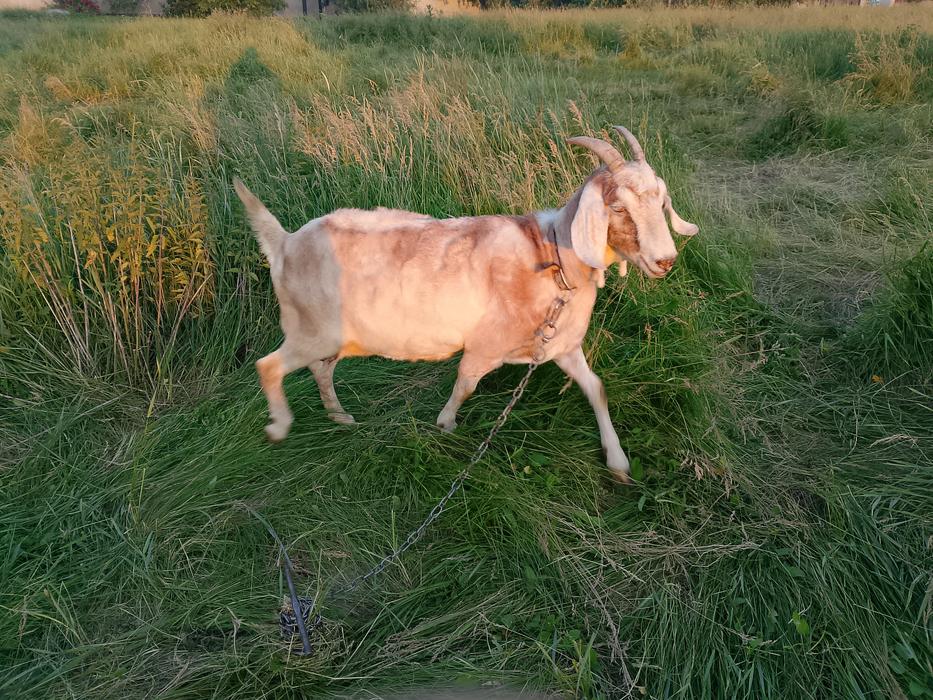 Продам нубійських кіз photo 4