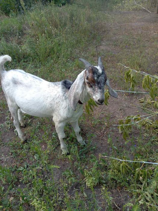 Продам нубійських кіз photo 6