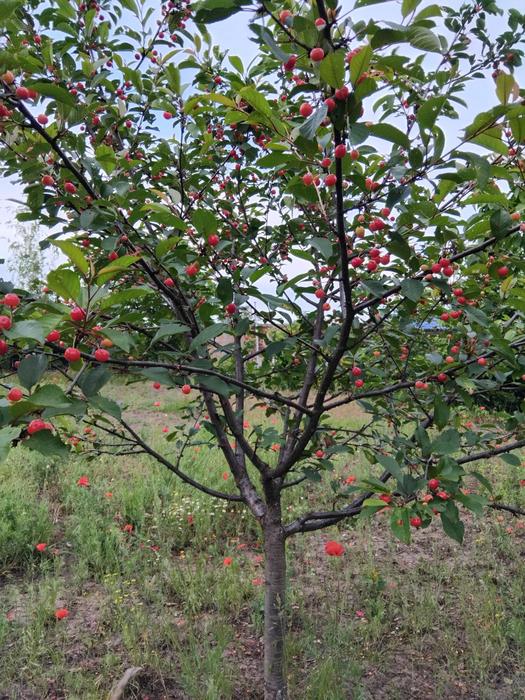 Продаж дачної ділянки фото 3