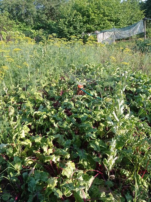 Продаж дачної ділянки фото 7
