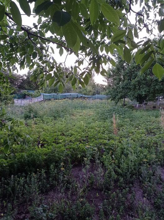 Продаж дачної ділянки фото 9