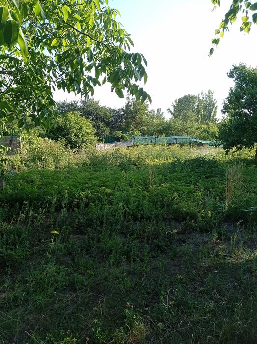 Продаж дачної ділянки фото 11
