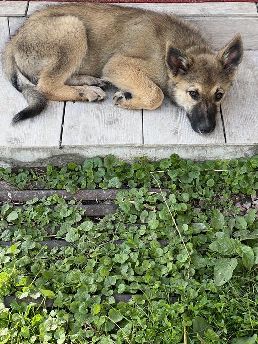 Віддам у добрі та відповідальні руки двох чудових photo 2