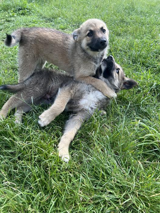 Віддам у добрі та відповідальні руки двох чудових photo 8