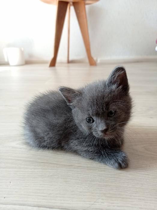 Котики фото 1