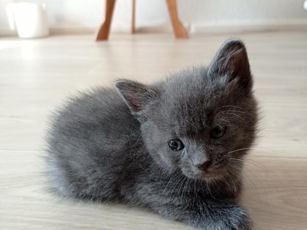 Котики фото
