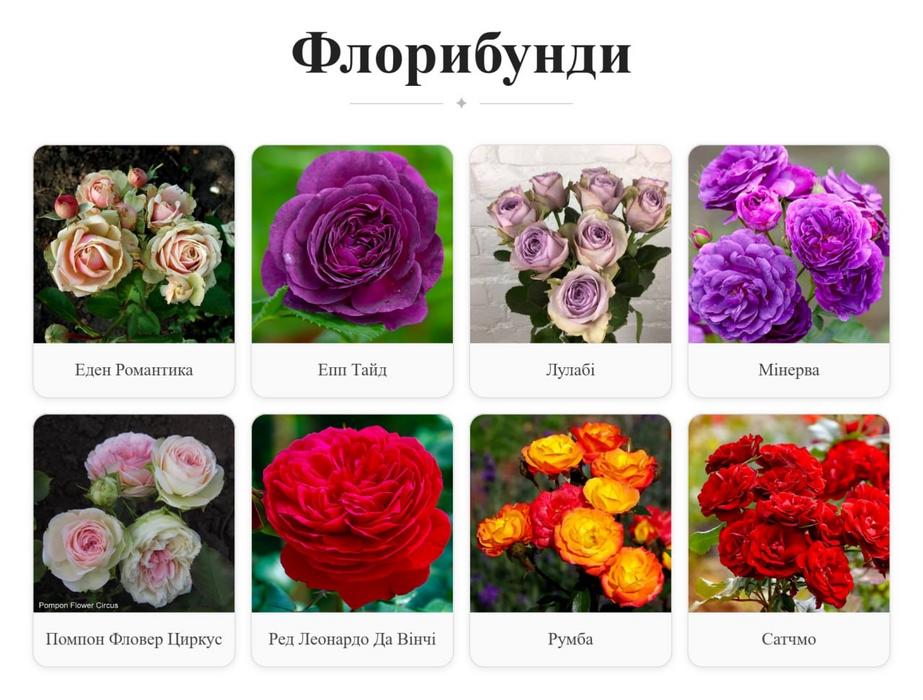 продам цибулини тюльпанів. троянд photo 1