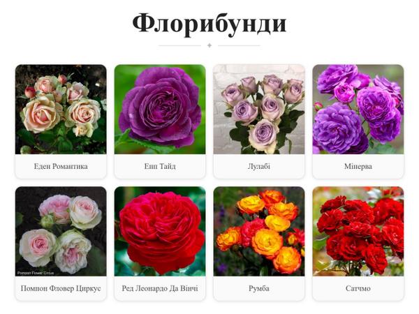продам цибулини тюльпанів. троянд photo