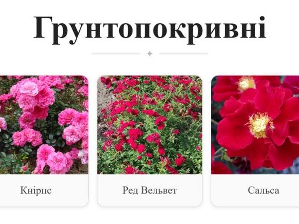 продам квіти для озеленення міст і селищ громад.от photo