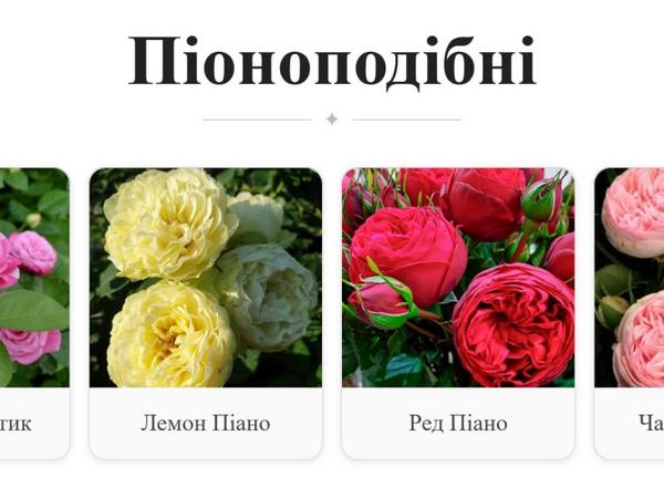 продам півоніі для висадки під замовлення з питомн photo