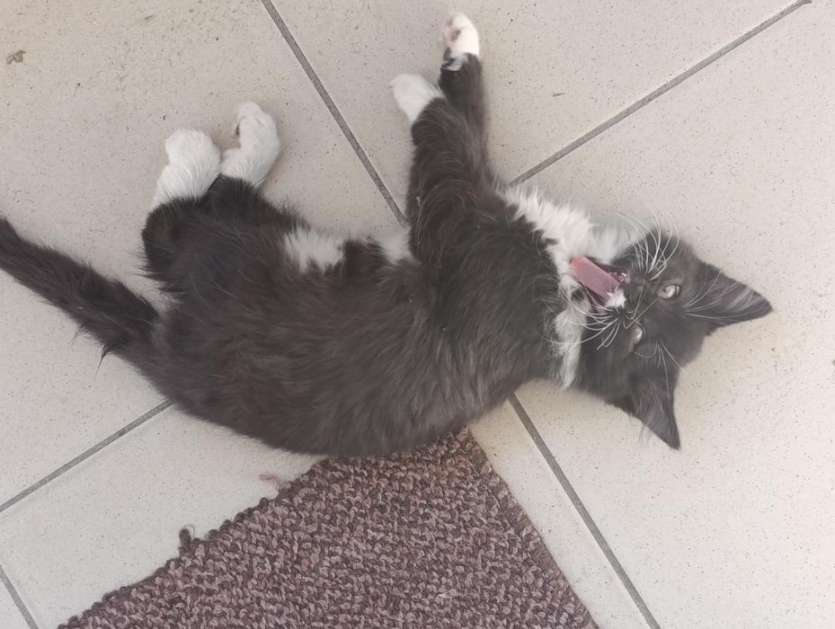 Котята фото 1