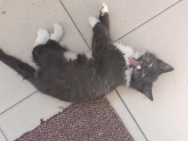 Котята фото