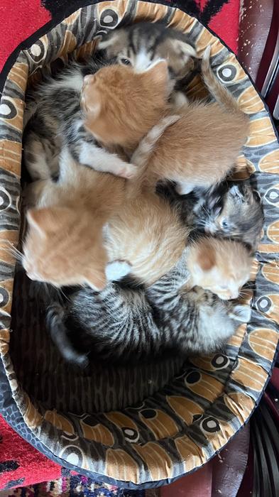 Коти photo 1