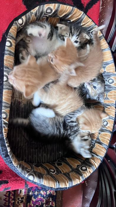 Коти photo 2