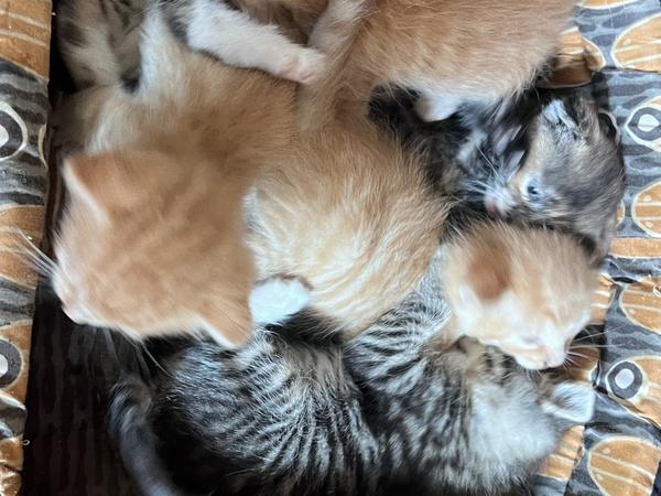 Коти фото