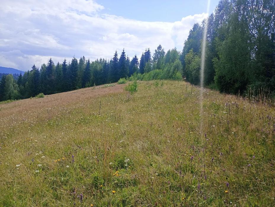 Продам земельну ділянку 1 га в Яблуниці Карпати photo 2