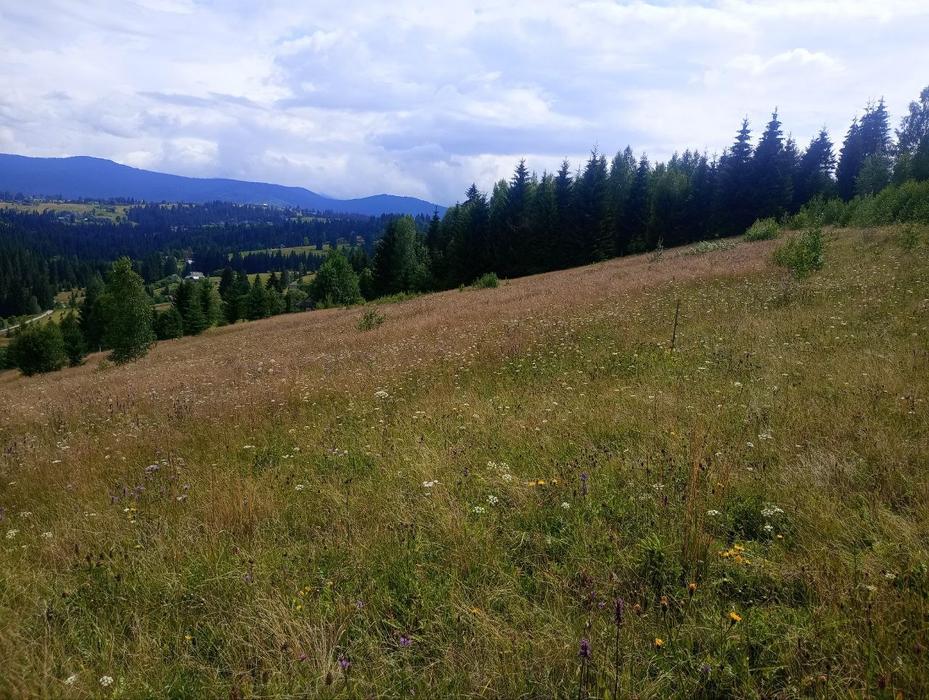 Продам земельну ділянку 1 га в Яблуниці Карпати photo 7